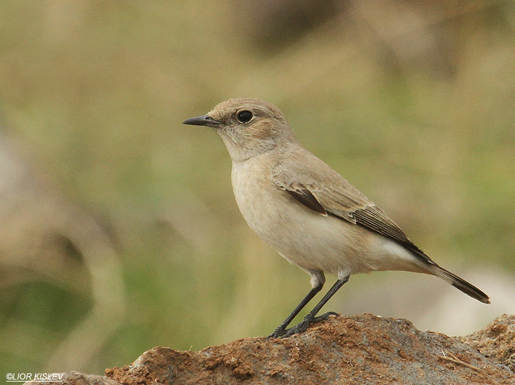   Black-eared Wheatear Oenanthe hispanica ,Jordan River near Karkom ,December   2011. Lior Kislev